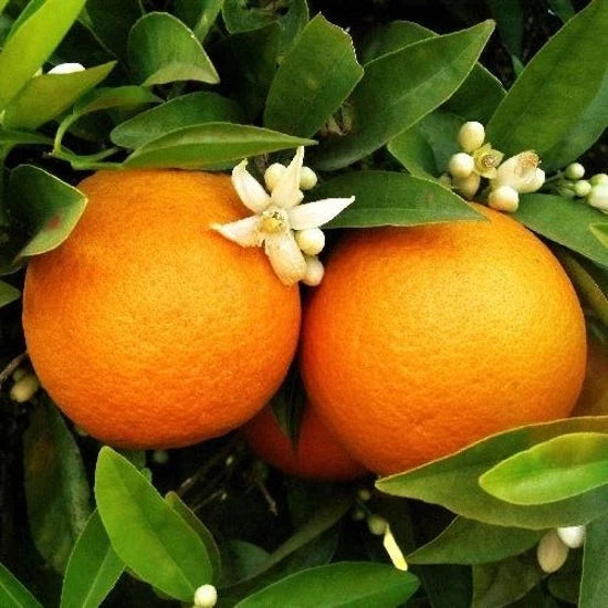 Hamlin Orange Seeds (Citrus sinensis) – 100+ Premium Sweet Orange Seeds