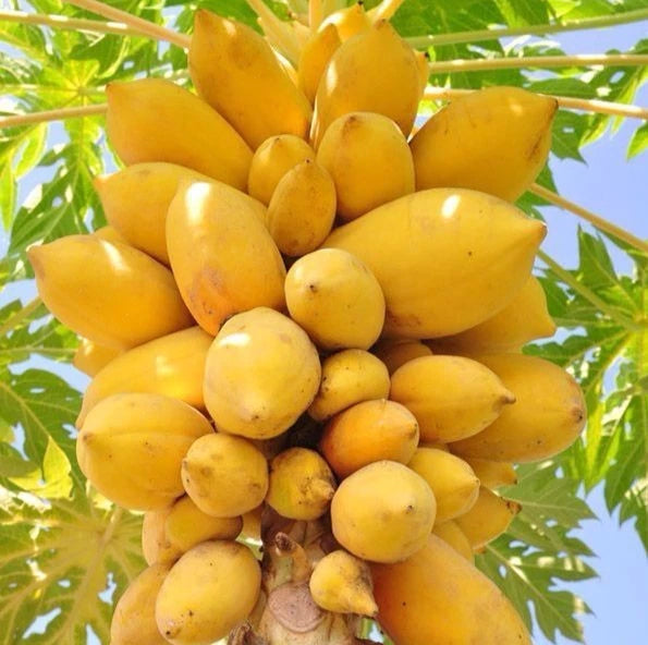 Golden Papaya Seeds (Carica papaya) – 150 Premium Sweet Papaya Seeds