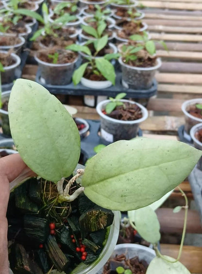 Hoya sp. Menak Sopal Silver – Rare Tropical Indoor Outdoor Wax Plant Cutting / Live Plant Specimen