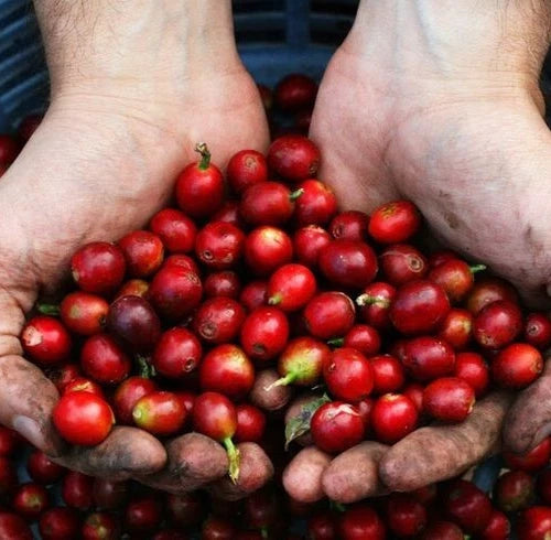 120+ Ruiru 11 Coffee Seeds (Coffea sp. / Premium Disease-Resistant Arabica Coffee Cultivar Bean Seeds) – Premium Botanical Specimen Plant Seeds for Planting
