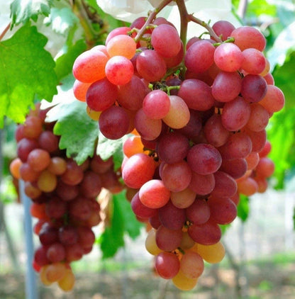 Red Globe Table Grape Seeds (Vitis vinifera var. Red Globe / 100+ Premium Sweet Large-Berried Fruit Seeds) – Premium Botanical Specimen Plant Seeds for Planting