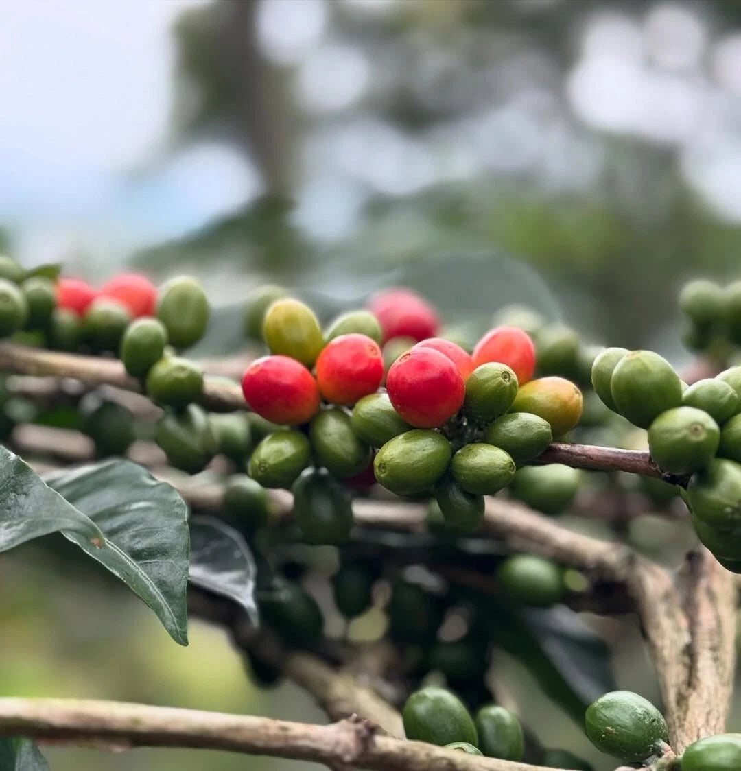 Ijen Coffee Seeds (120+ Bulk Seeds, Coffea arabica var. Ijen) – Premium Indonesian Volcanic Specialty Coffee Plant Seeds for Planting