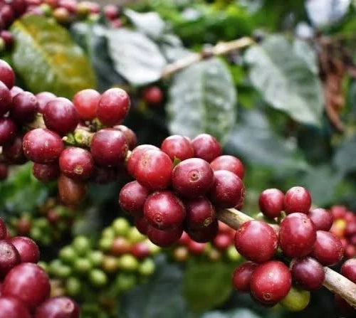 Premium Jimma Coffee Seeds (Coffea arabica var. Jimma) – Authentic Ethiopian Heirloom Specialty Coffee Bean Seeds for Planting (30+ Pcs)