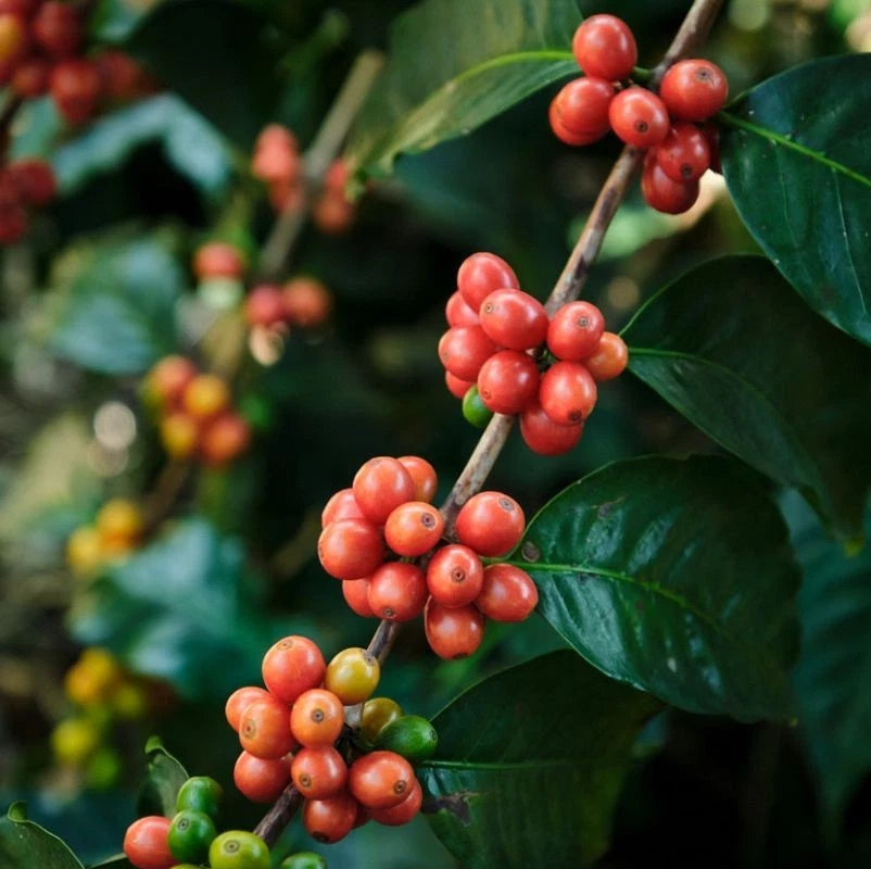 Bourbon Orange Coffee Seeds (Coffea arabica) – 120+ Premium Rare Orange Bourbon Arabica Seeds for Planting