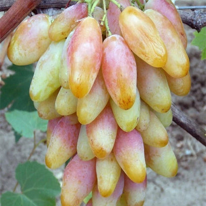 Dixon Grape Seeds (Vitis vinifera) – 100 Premium Giant Crisp Table Grape Seeds
