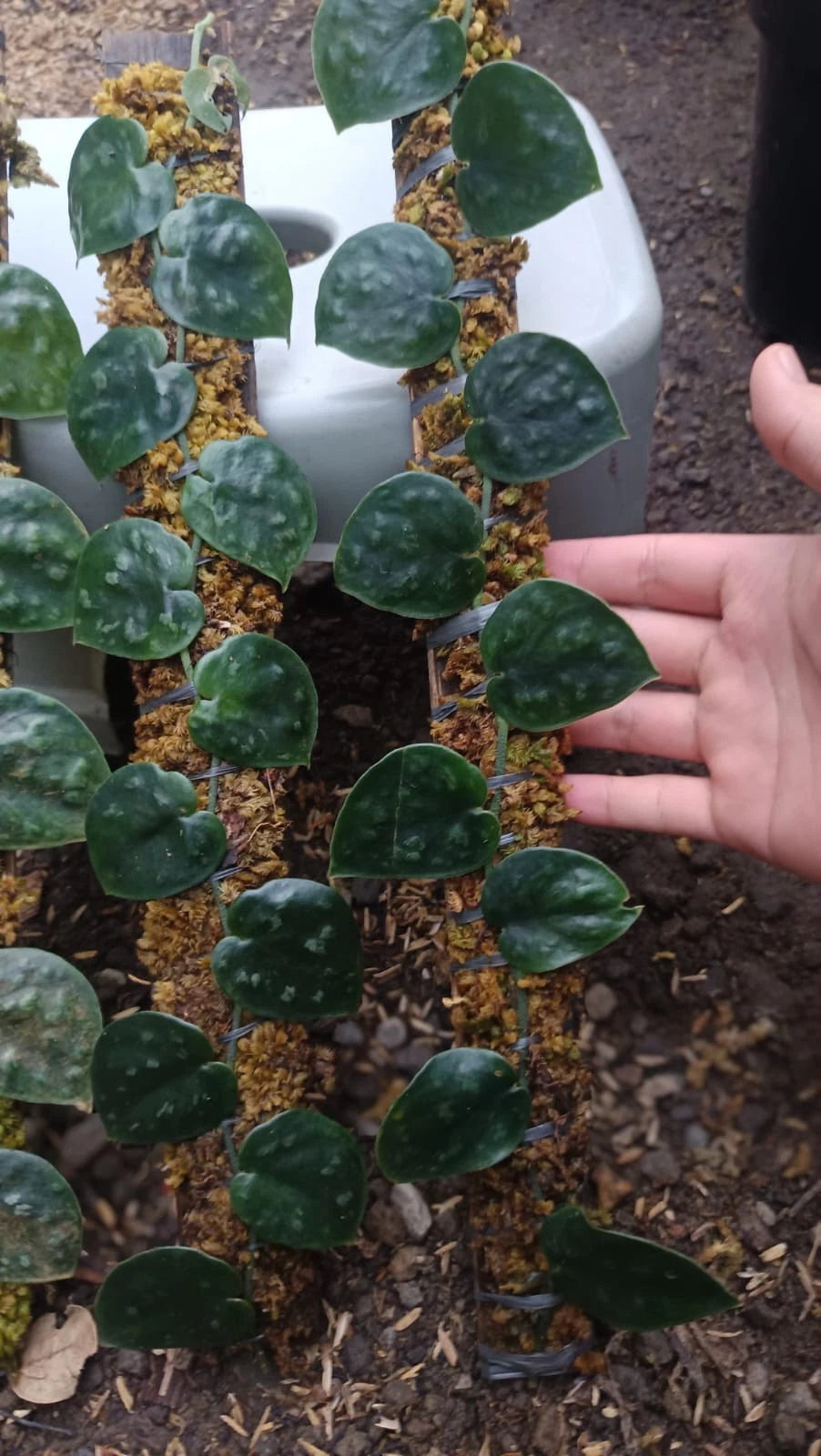 Scindapsus 'Black Mamba' (Borneo) – Rare Dark-Leaf Tropical Aroid