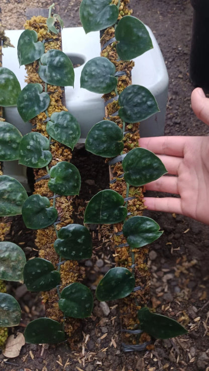 Scindapsus 'Black Mamba' (Borneo) – Rare Dark-Leaf Tropical Aroid