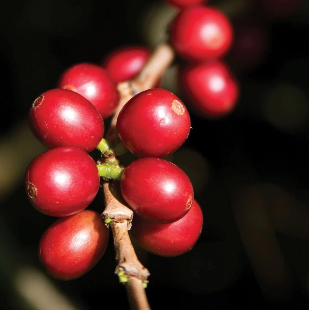 SL10 Coffee Seeds (Coffea arabica var. SL10) – Rare Kenyan Heirloom Specialty Coffee Beans for Planting and Cultivation