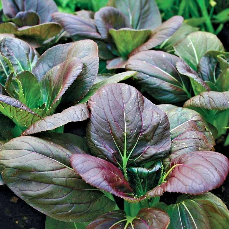 Bulk Red Pak Choy Seeds (Brassica rapa subsp. chinensis) – 2,000+ Premium Fresh Rare Exotic Purple-Red Ruby Bok Choy Seeds for Planting