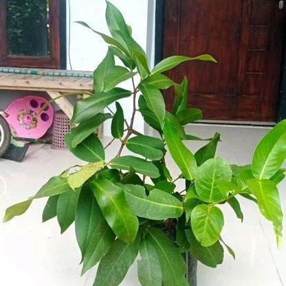 Madura Water Apple (Jambu Madura) - Premium Grafted Fruit Tree