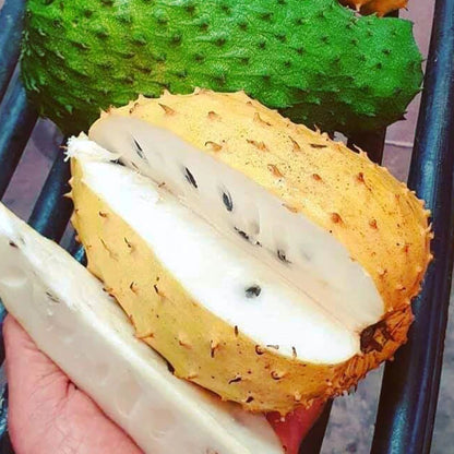 Golden Soursop Seeds (Annona muricata var. Lutea) – Premium Certified Rare Yellow-Fleshed Sweet Guanabana Custard Apple Fruit Tree Seeds for Planting