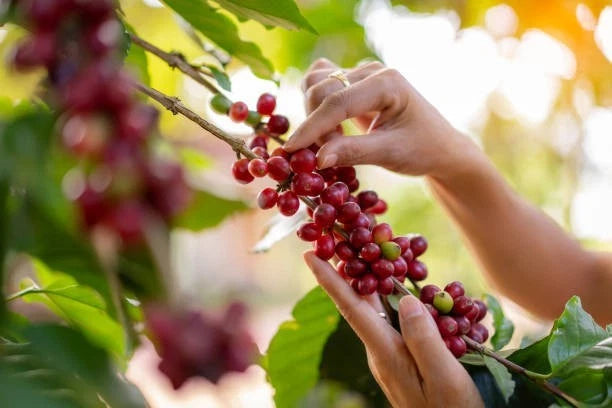 Premium Antigua Coffee Seeds (Coffea arabica) – Exotic Coffee Bean Seeds for Planting (300+ Pcs)