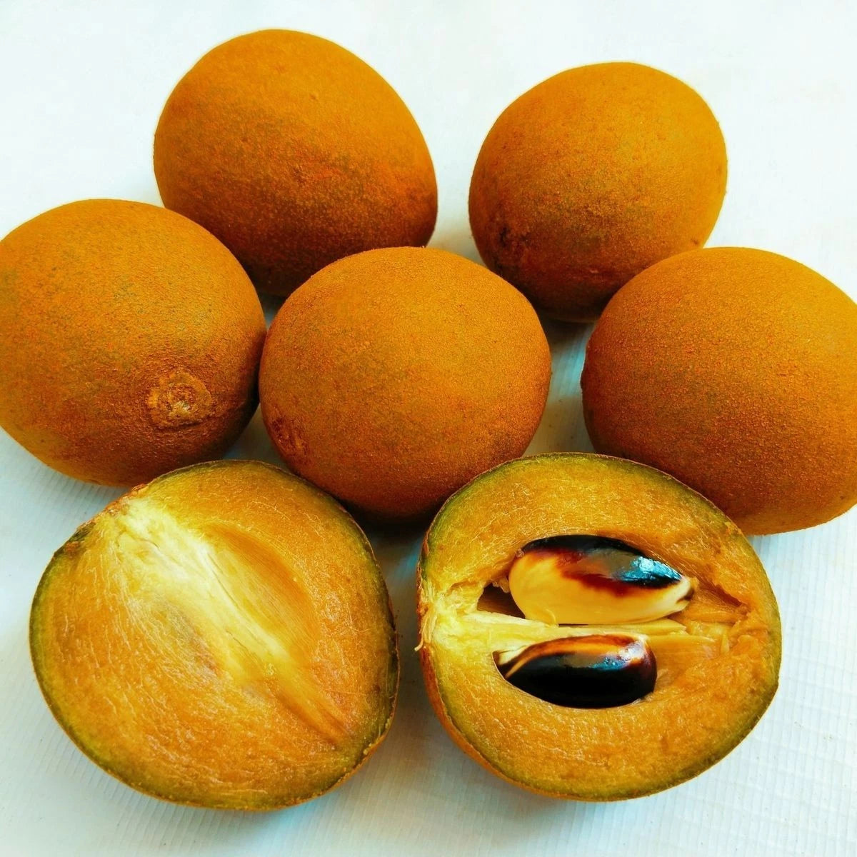 Sapodilla Seeds var. Caramel – Manilkara zapota 'Caramel' Chico Zapote Exotic Fruit Seeds for Planting (35 Pcs)