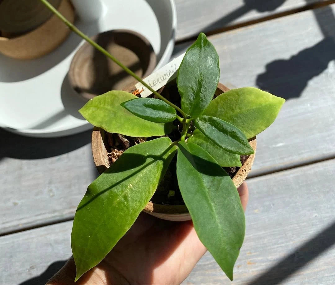 Hoya Darwinii - Rare & Exquisite Tropical Wax Plant