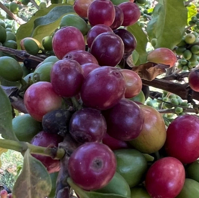 Bourbon Purple Coffee Seeds (Coffea arabica var. Bourbon Rojo / Purple Bourbon) – Rare Heirloom Specialty Coffee Beans for Planting and Cultivation
