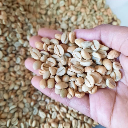 TimTim Coffee Seeds (120+ Bulk Seeds, Coffea sp.) – Rare Arabica-Robusta Hybrid Gourmet Coffee Bean Plant Seeds for Planting
