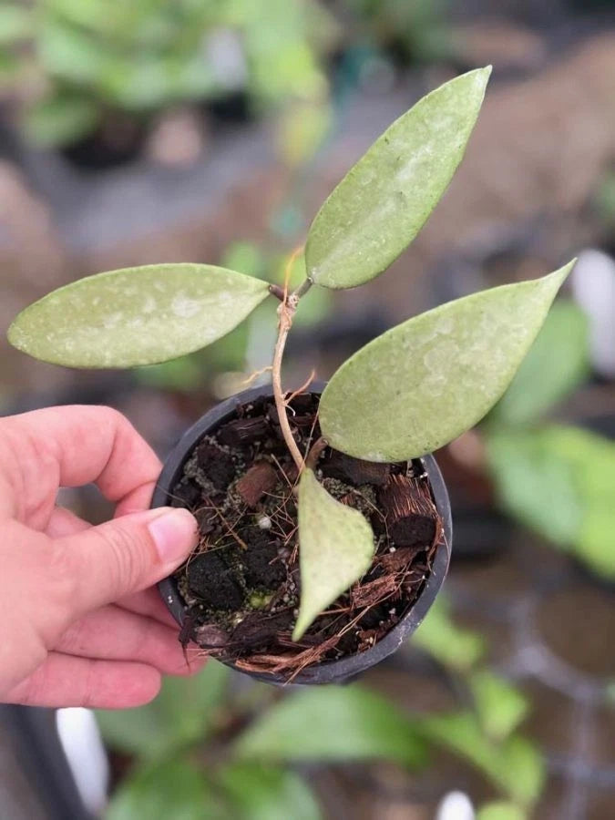 Hoya Snow Cui Silver Rare Tropical Indoor Outdoor Wax Plant Seeds / Cutting – Premium Certified Exotic Epiphytic Vine for Planting