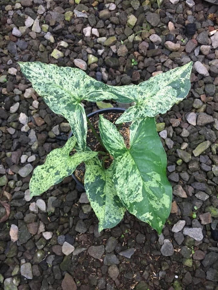Syngonium 'Mojito' – Rare Tropical Variegated Arrowhead Plant Indoor/Outdoor Living Specimen