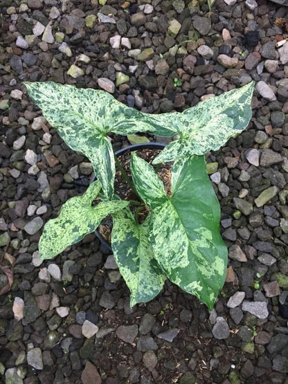 Syngonium 'Mojito' – Rare Tropical Variegated Arrowhead Plant Indoor/Outdoor Living Specimen