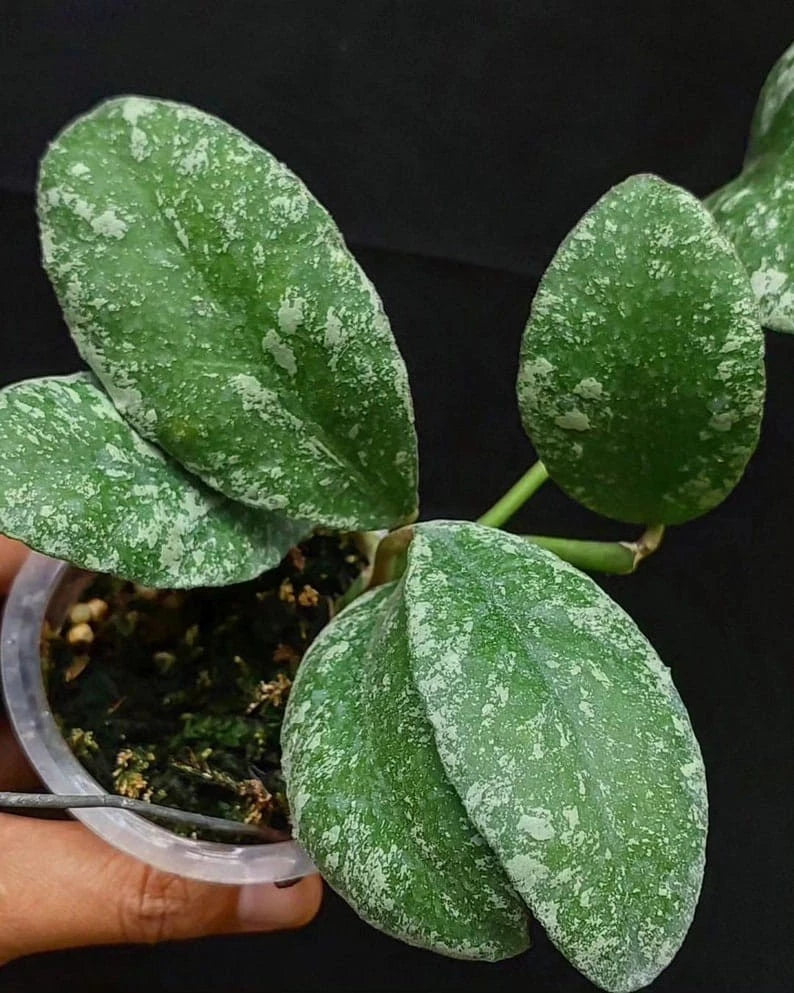 Hoya Waymaniae Splash (Wax Plant) – Rare Epiphytic Tropical Vine with Silver-Flecked Foliage for Indoor & Outdoor Display