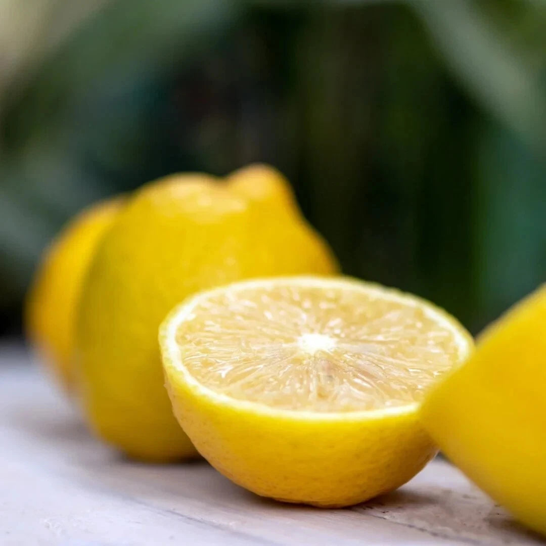 100++ Lisbon Lemon Seeds (Citrus limon var. Lisbon) – Premium Quality
