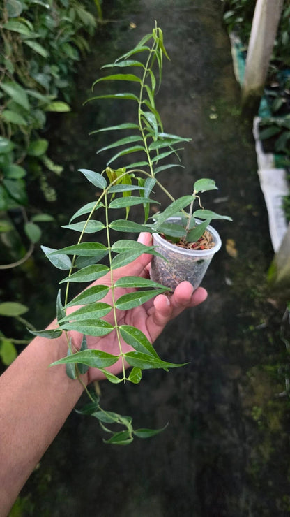 Rare Hoya Leucantha Sp Papua - Premium Lush Leaves Exotic Tropical Wax Plant