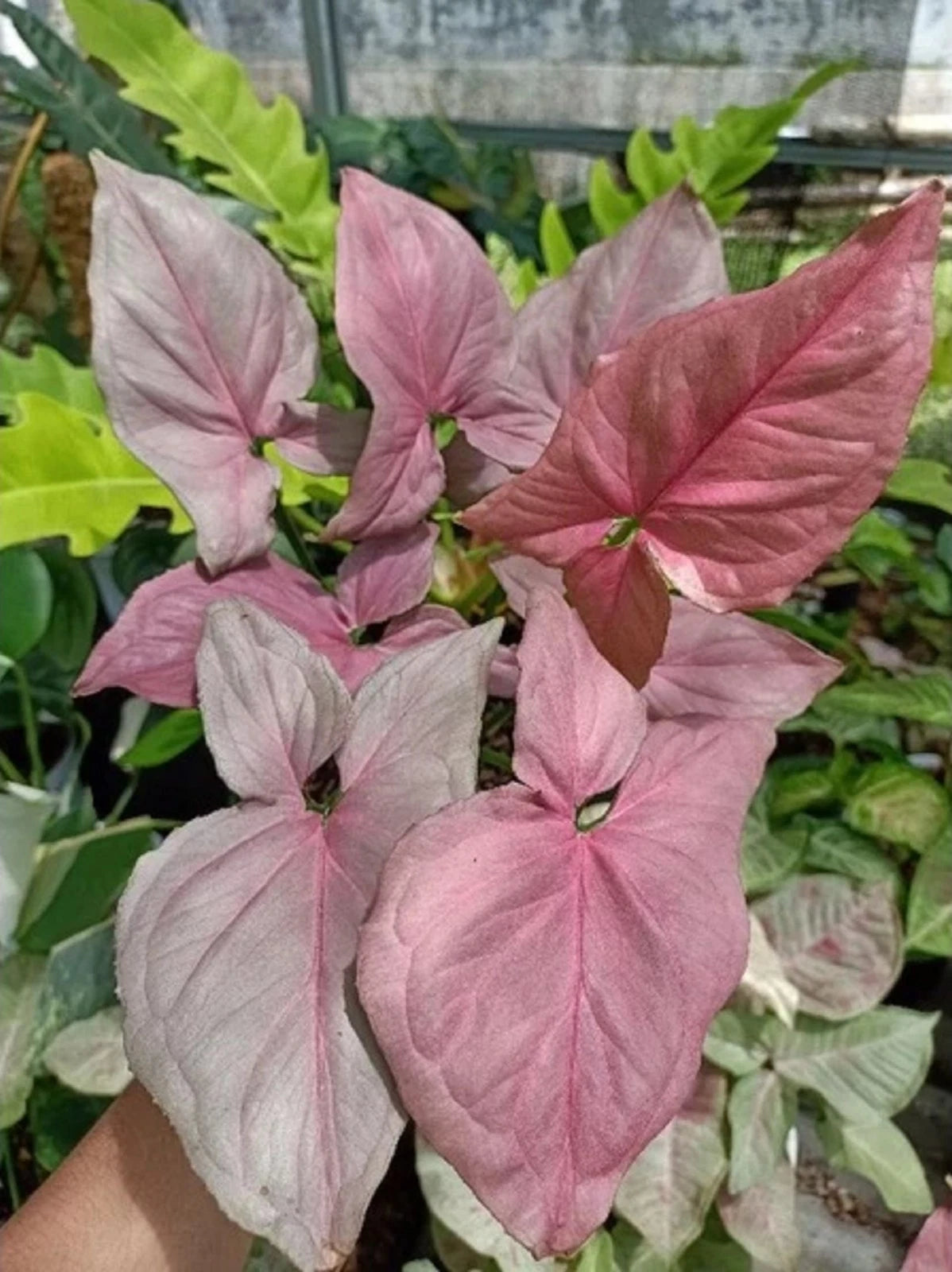 Syngonium 'Pink Perfection' Variegated – Rare Aroid Collector’s Specimen