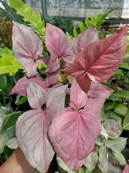 Syngonium 'Pink Perfection' Variegated – Rare Aroid Collector’s Specimen