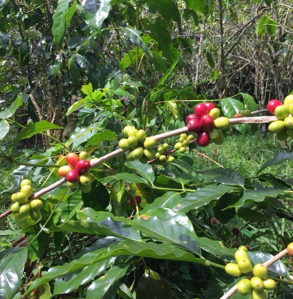 Flores Bajawa Coffee Seeds (Coffea arabica) – 120+ Premium Certified East Nusa Tenggara Arabica Seeds for Planting