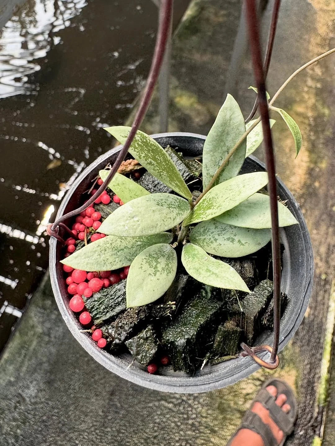 Hoya Aff. Puber 'Mini Coin Silver' – Rare Tropical Indoor Outdoor Wax Plant Certified Live Specimen for Planting