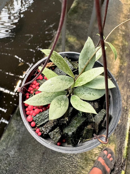 Hoya Aff. Puber 'Mini Coin Silver' – Rare Tropical Indoor Outdoor Wax Plant Certified Live Specimen for Planting