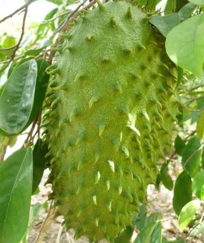 100+ 'Giant Bangkok' Soursop Seeds (Annona muricata) – Elite Massive-Fruit Graviola Botanical Specimen (Collectors Quality)
