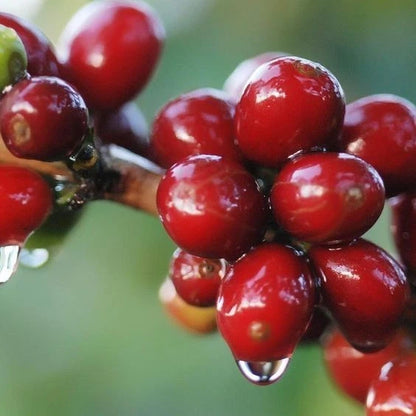 120+ Sidra Colombiana Coffee Seeds (Coffea arabica var. Sidra Colombiana) – Premium Colombian Strain Specialty Coffee Plant Seeds for Planting