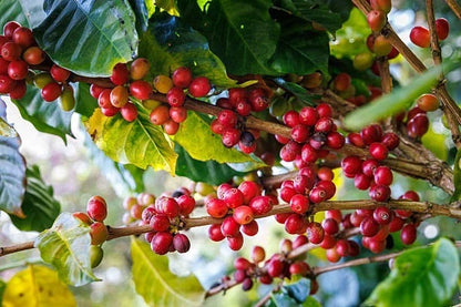 Arabica Coffee Seeds (Coffea arabica) – Premium Coffee Bean Plant Seeds for Planting (30+ Pcs)