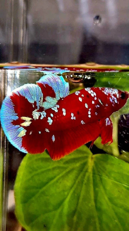 Rare Plakat Red Purple Galaxy RPG - Premium Import Betta Fish From Indonesia