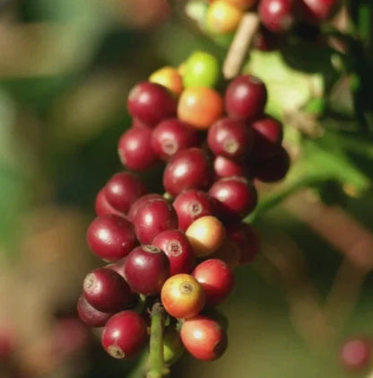 Geisha Panama Coffee (Coffea arabica) – 2000+ Bulk Premium Micro-Lot Seeds
