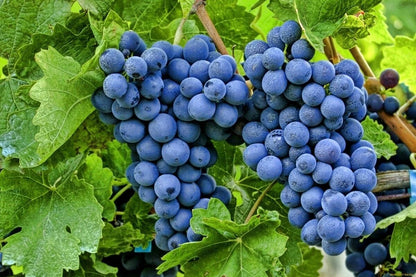 Bangalore Blue Grape Seeds (Vitis labrusca x Vitis vinifera) – 100 Pcs Premium Deep Purple-Blue Table & Juice Grape Seeds