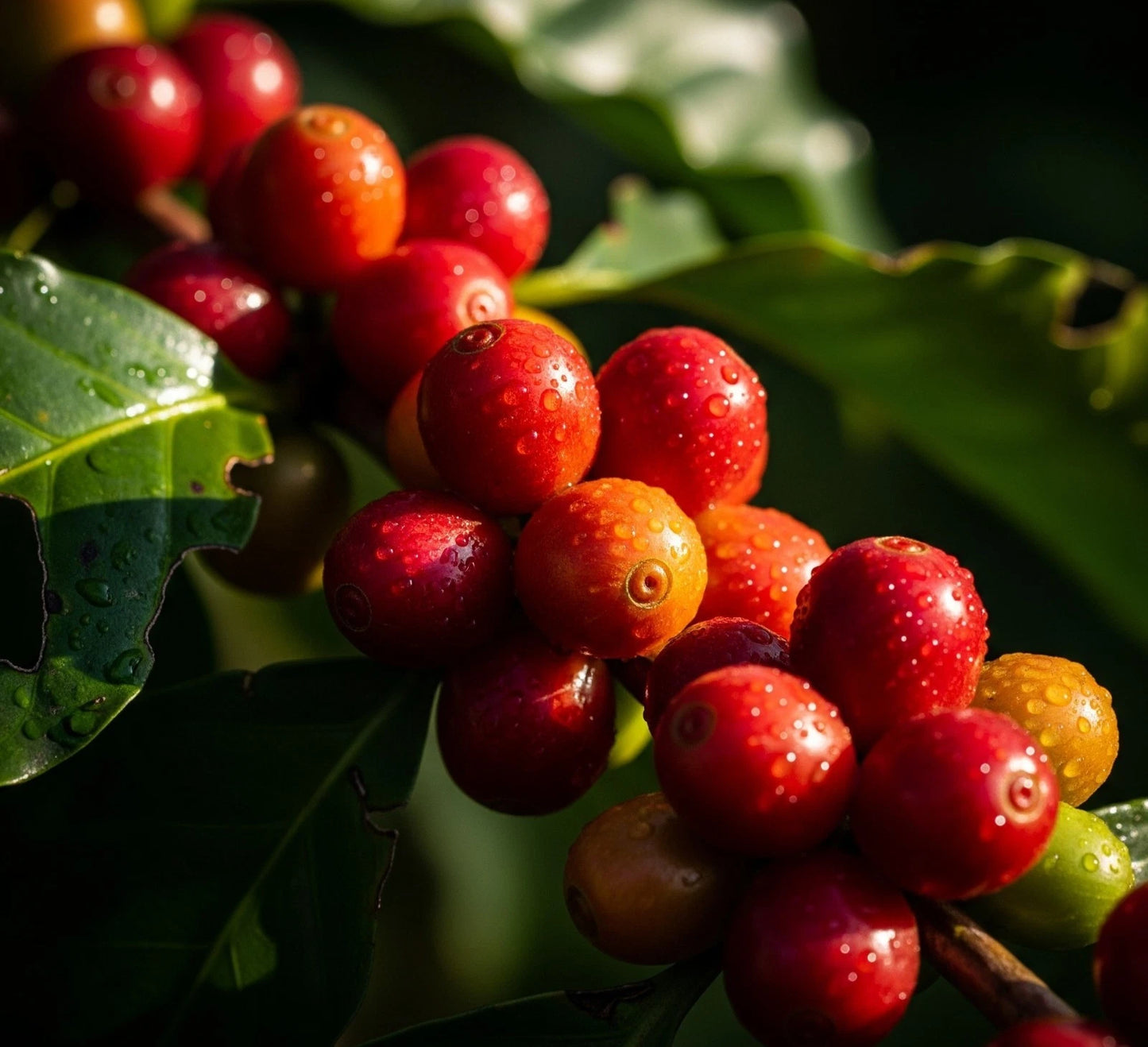 Abyssinia Coffee Seeds (Coffea arabica 'Abyssinia') – 2000+ Bulk Premium Ancient Ethiopian Heirloom Coffee Seeds for Planting