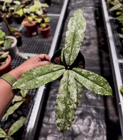 Hoya Undulata Silver Rare Tropical Indor Outdor Wax Plant