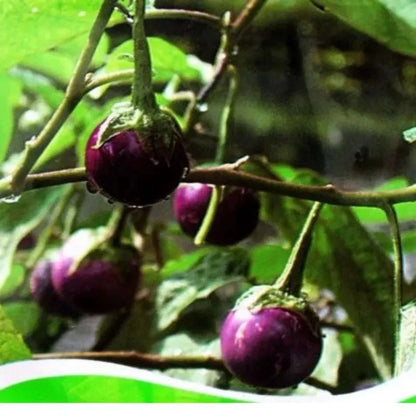 2,000+ Eggplant Seeds (Solanum melongena) Bundling 9 Cultivar Garden Package – Premium Certified Heirloom Vegetable and Solanaceous Seeds for Planting