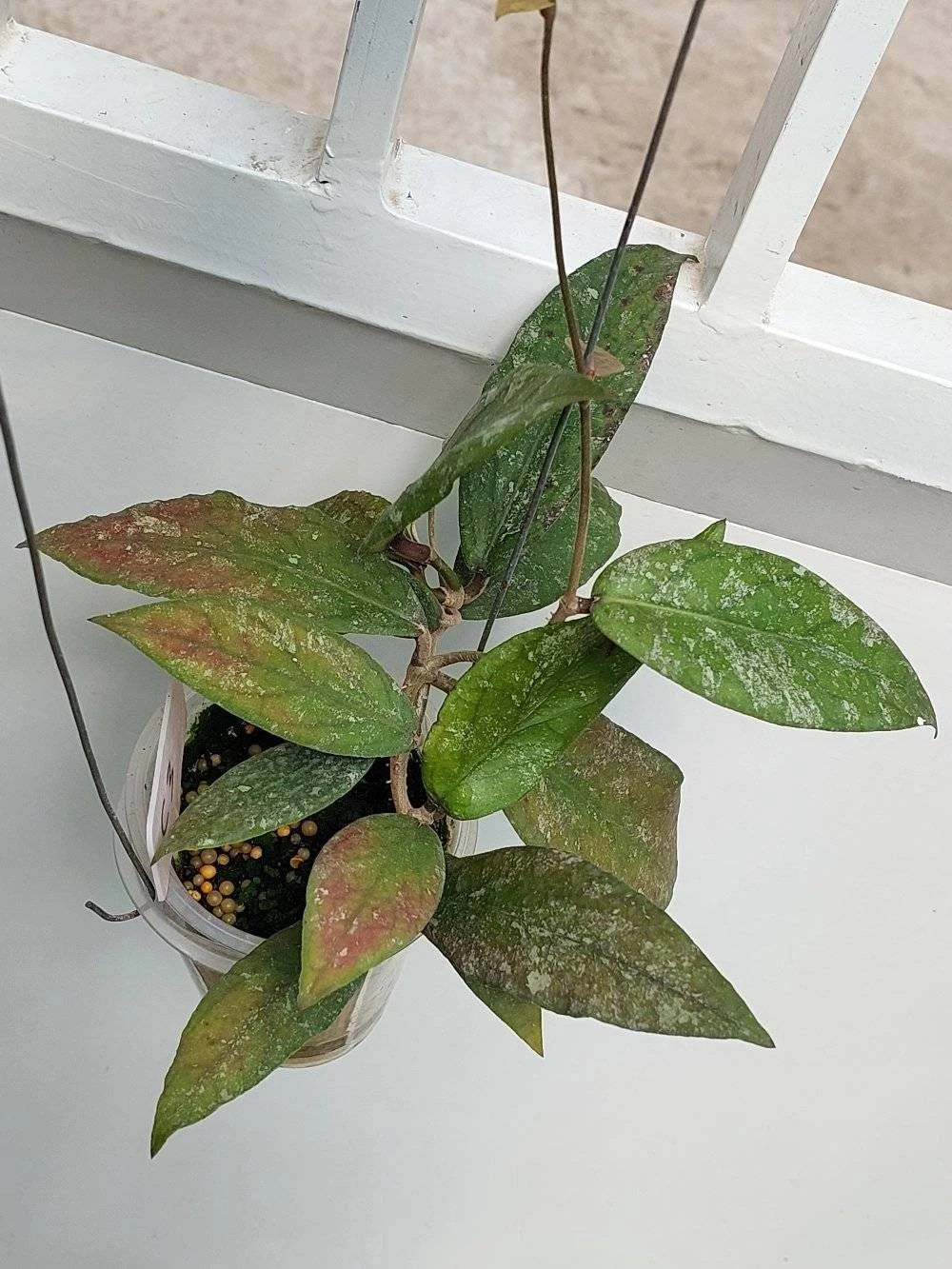 Hoya Kencana Hybrid | Vitellinoides Bengkulu × Caudata | Rare Hoya Wax Plant | Tropical Houseplant