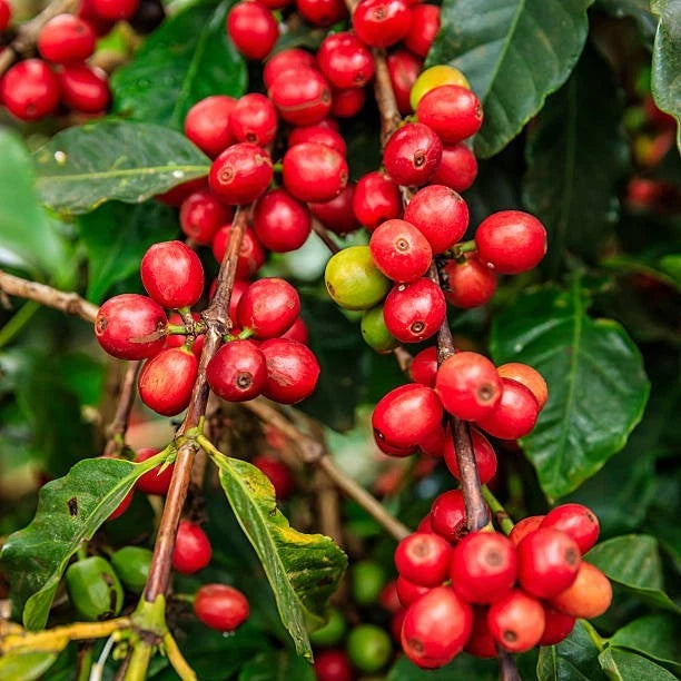 Pacamara Coffee Seeds (Coffea arabica 'Pacamara') – 1000+ Premium Rare Giant-Bean Specialty Coffee Seeds