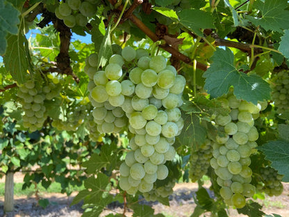 Arnsburger Grape Seeds 100+ pcs (Vitis vinifera 'Arnsburger') – Premium Certified Wine and Table Grape Vine Plant Seeds for Planting