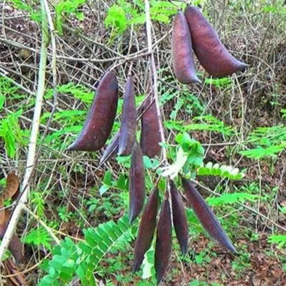 Sappan Wood Tree Seeds (Caesalpinia sappan / 100+ Rare Medicinal & Dye Wood Seeds) – Premium Exotic Botanical Plant Seeds for Planting
