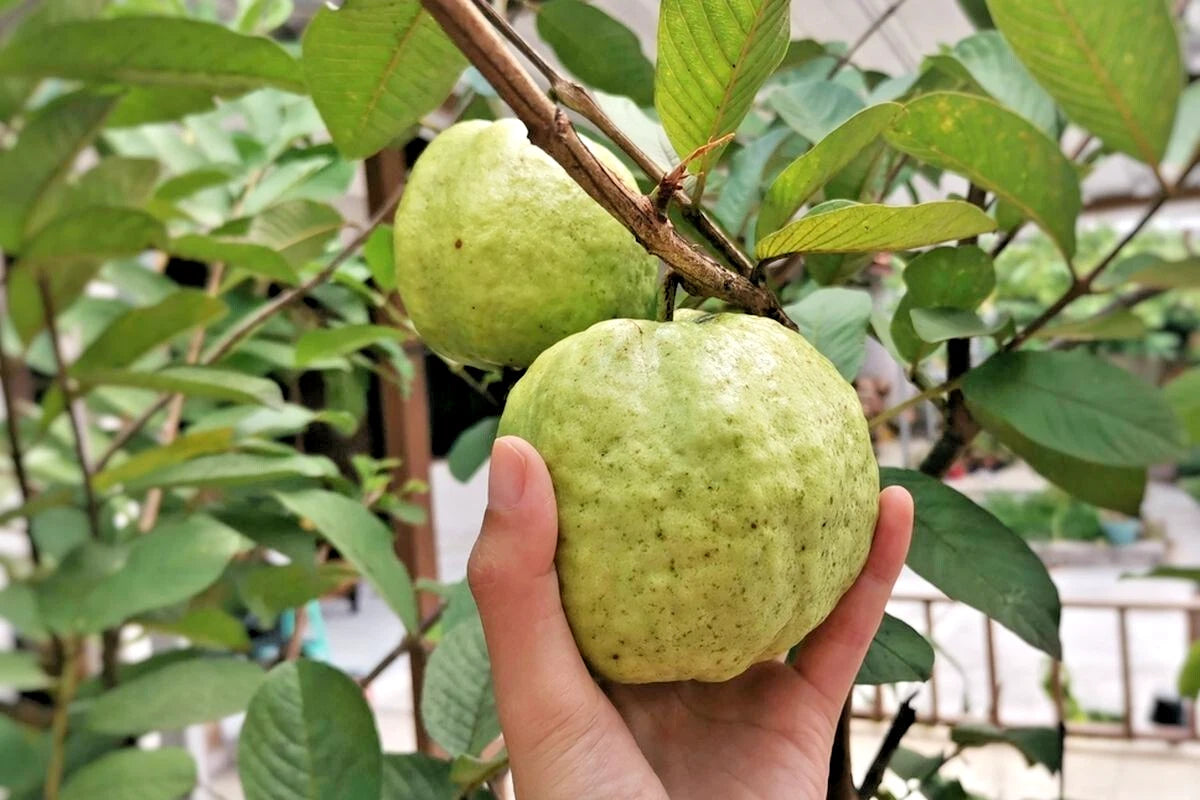 250+ Red Crystal Guava Seeds (Psidium guajava L.) – Premium Sweet Exotic Pink-Fleshed Fruit Tree & Orchard Seeds for Planting