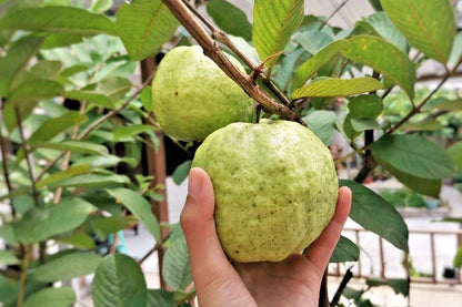 250+ Red Crystal Guava Seeds (Psidium guajava L.) – Premium Sweet Exotic Pink-Fleshed Fruit Tree & Orchard Seeds for Planting