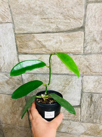 Hoya Meliflua Live Plant - Rare Tropical Wax Plant