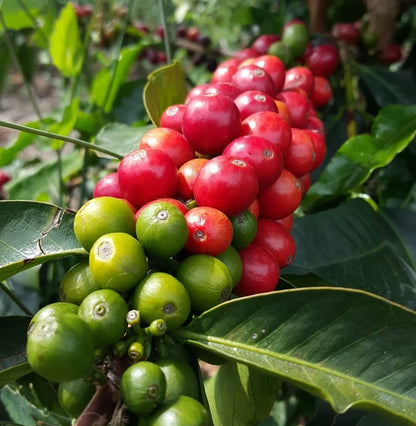 120+ Red Caturra Coffee Seeds (Coffea arabica var. 'caturra') – Premium Dwarf Arabica Bean Tree & Specialty Plantation Seeds for Planting