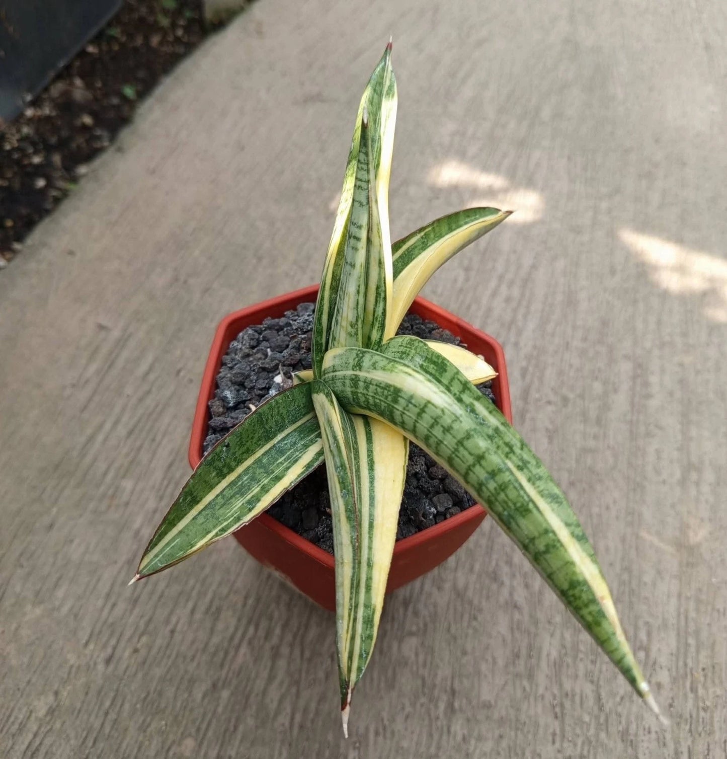 Sansevieria Marsha Green Form Variegated - Rare Tropical Snake Plant