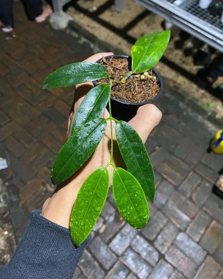 Hoya Surisana Green (Sp. Indonesia) – Rare Epiphytic Tropical Vine with Unique Foliage for Indoor & Outdoor Display
